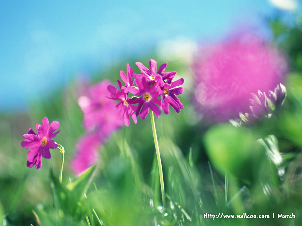 壁纸1024x768 粉红色的花卉图片 pink flower Desktop wallpaper壁纸 春暖花开之 红色系壁纸 春暖花开之 红色系图片 春暖花开之 红色系素材 花卉壁纸 花卉图库 花卉图片素材桌面壁纸