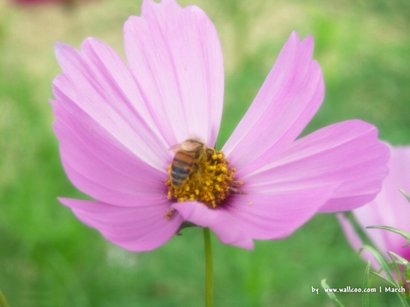 壁纸800x600 粉红色的花卉图片 pink flower Desktop wallpaper壁纸 春暖花开之 红色系壁纸 春暖花开之 红色系图片 春暖花开之 红色系素材 花卉壁纸 花卉图库 花卉图片素材桌面壁纸