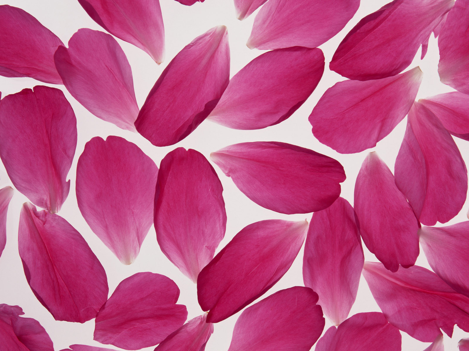 壁纸1600x1200花瓣图片花瓣壁纸 Flower Petals Photos Flower Petals Wallpapers壁纸 繁花似锦-花卉摄影壁纸壁纸 繁花似锦-花卉摄影壁纸图片 繁花似锦-花卉摄影壁纸素材 花卉壁纸 花卉图库 花卉图片素材桌面壁纸