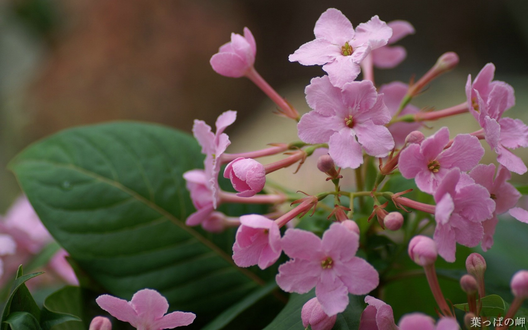 壁纸1680x1050花卉市场 高清花卉摄影 1920 1200 第十辑 Tokyo Flower Show Flower Wallpapers壁纸 高清花卉摄影(十)壁纸 高清花卉摄影(十)图片 高清花卉摄影(十)素材 花卉壁纸 花卉图库 花卉图片素材桌面壁纸