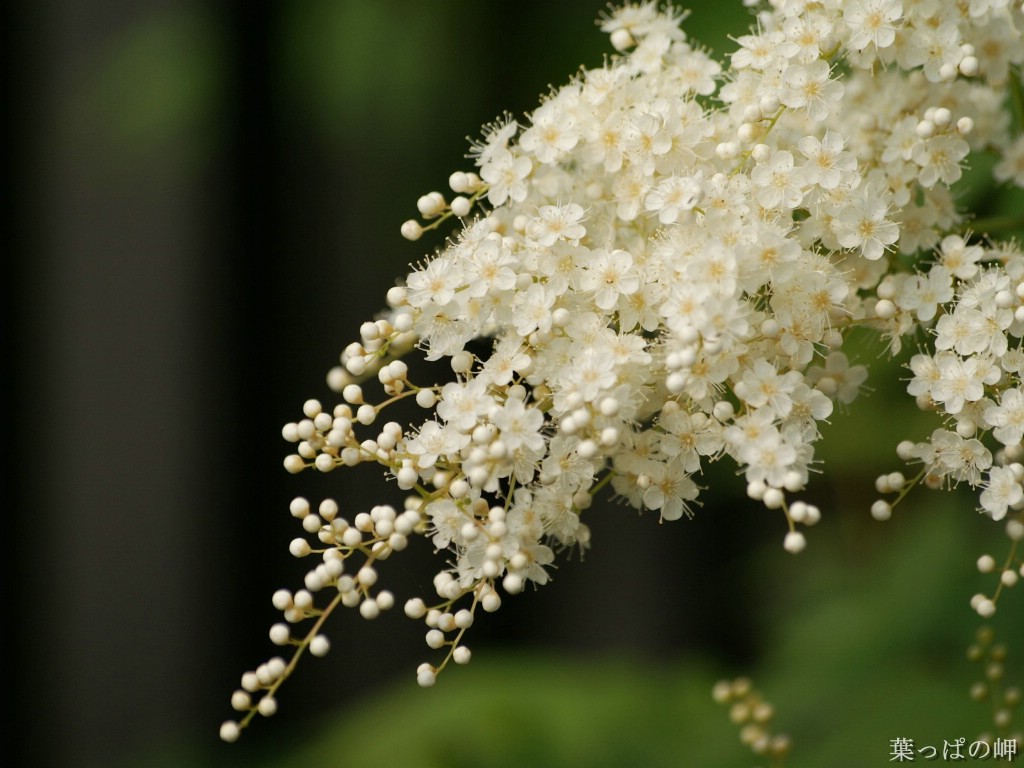 壁纸1024x768花卉市场 高清花卉摄影 1920 1200 第十辑 花卉市场的鲜花壁纸壁纸 高清花卉摄影(十)壁纸 高清花卉摄影(十)图片 高清花卉摄影(十)素材 花卉壁纸 花卉图库 花卉图片素材桌面壁纸