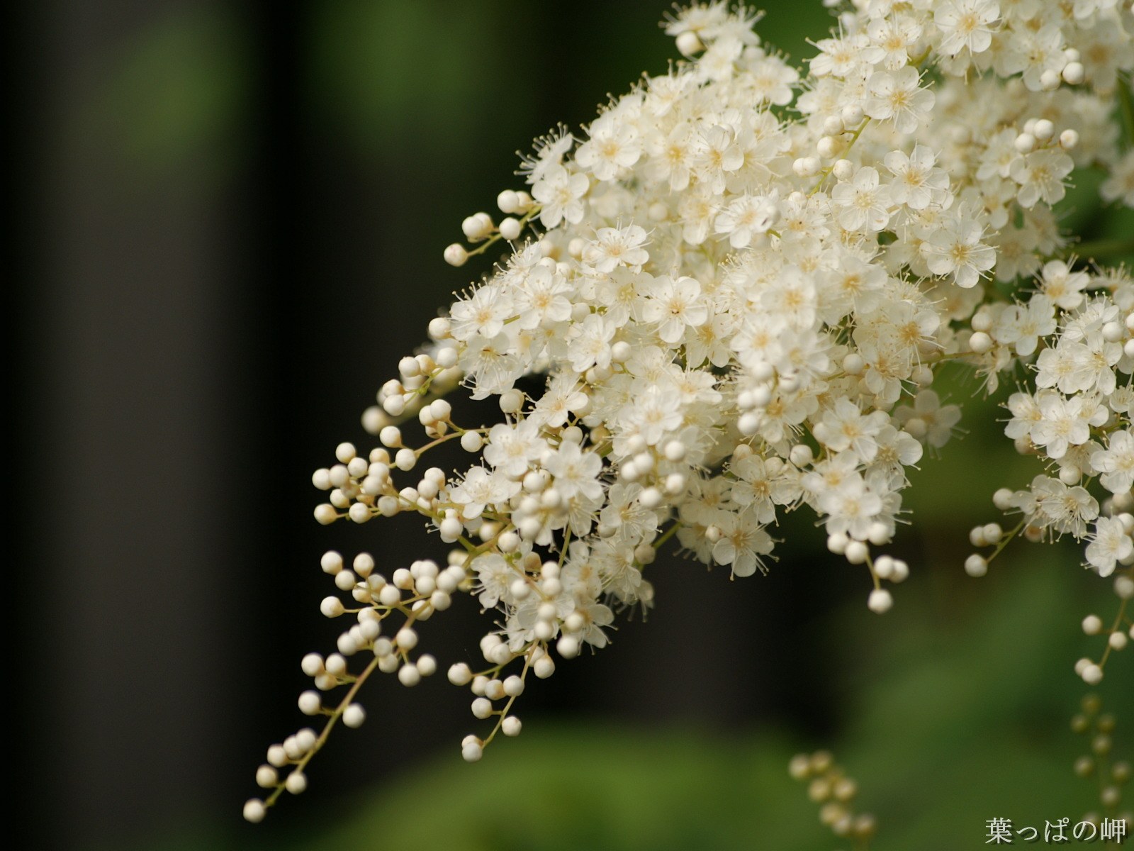 壁纸1600x1200花卉市场 高清花卉摄影 1920 1200 第十辑 花卉市场的鲜花壁纸壁纸 高清花卉摄影(十)壁纸 高清花卉摄影(十)图片 高清花卉摄影(十)素材 花卉壁纸 花卉图库 花卉图片素材桌面壁纸