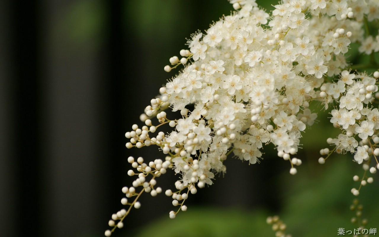 壁纸1280x800花卉市场 高清花卉摄影 1920 1200 第十辑 花卉市场的鲜花壁纸壁纸 高清花卉摄影(十)壁纸 高清花卉摄影(十)图片 高清花卉摄影(十)素材 花卉壁纸 花卉图库 花卉图片素材桌面壁纸