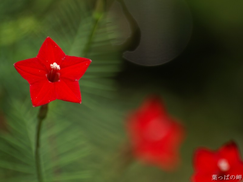 壁纸800x600 含1920 1200 花卉数码摄影桌面Flower Photography by Digital Cameras壁纸 个人花卉摄影壁纸 第五辑壁纸 个人花卉摄影壁纸 第五辑图片 个人花卉摄影壁纸 第五辑素材 花卉壁纸 花卉图库 花卉图片素材桌面壁纸