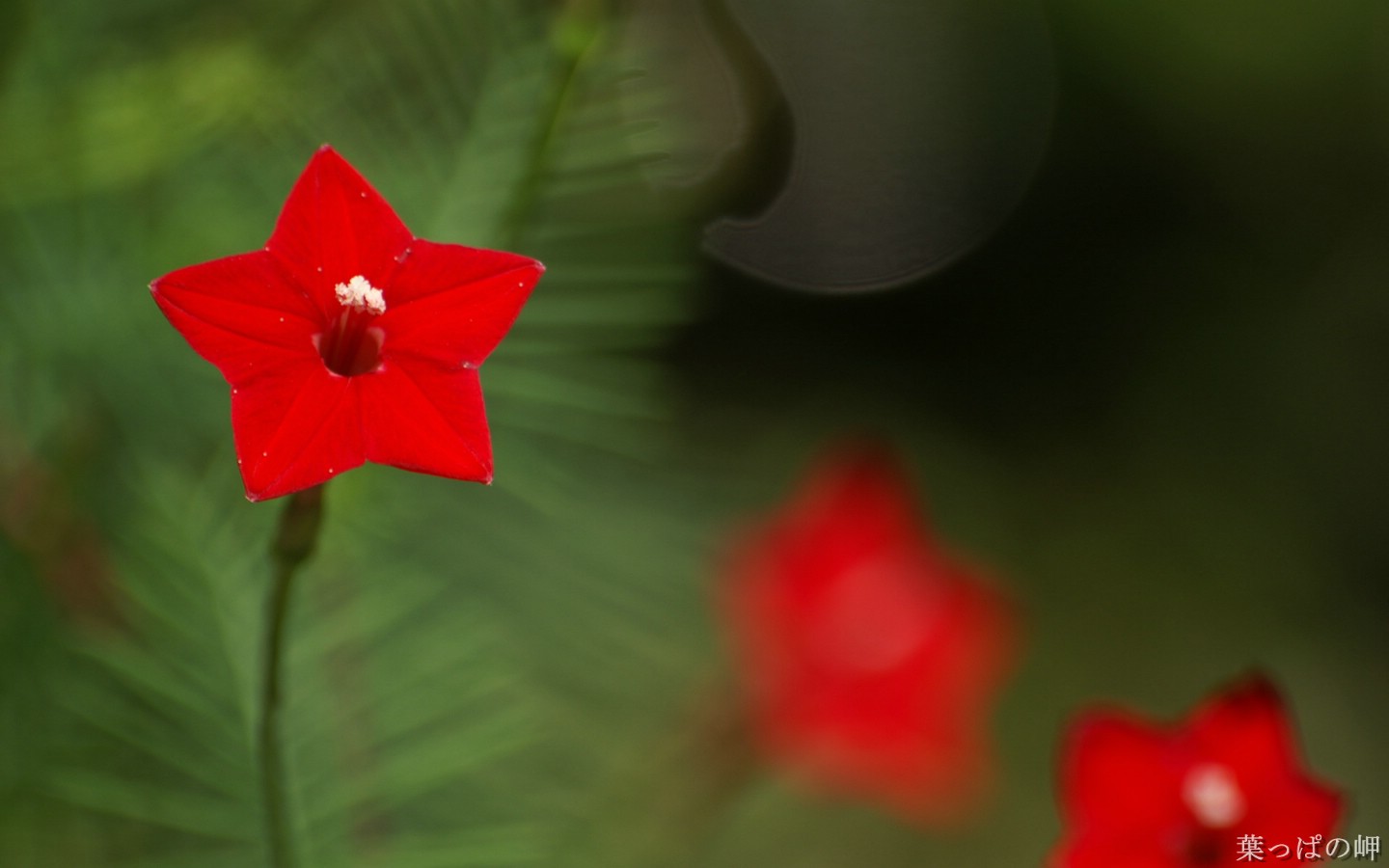 壁纸1440x900 含1920 1200 花卉数码摄影桌面Flower Photography by Digital Cameras壁纸 个人花卉摄影壁纸 第五辑壁纸 个人花卉摄影壁纸 第五辑图片 个人花卉摄影壁纸 第五辑素材 花卉壁纸 花卉图库 花卉图片素材桌面壁纸