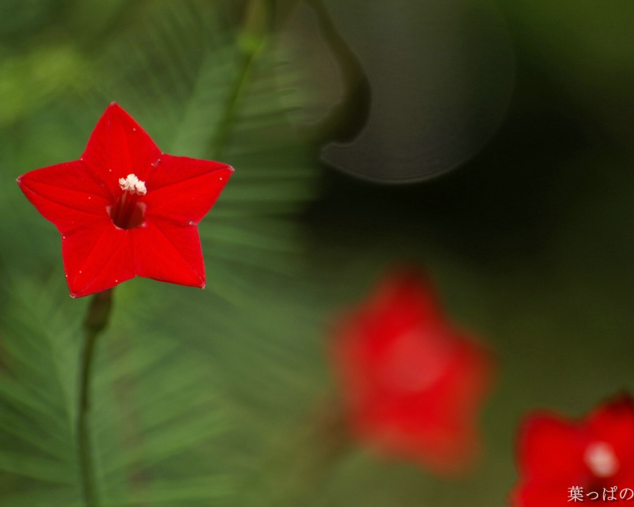 壁纸1280x1024 含1920 1200 花卉数码摄影桌面Flower Photography by Digital Cameras壁纸 个人花卉摄影壁纸 第五辑壁纸 个人花卉摄影壁纸 第五辑图片 个人花卉摄影壁纸 第五辑素材 花卉壁纸 花卉图库 花卉图片素材桌面壁纸