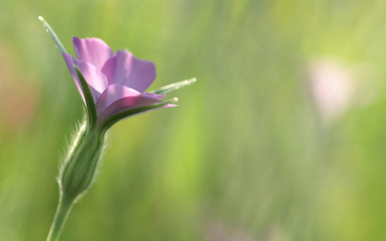 壁纸1280x800 Flower Photography by Digital Cameras Digital Photography壁纸 个人花卉摄影壁纸(七)壁纸 个人花卉摄影壁纸(七)图片 个人花卉摄影壁纸(七)素材 花卉壁纸 花卉图库 花卉图片素材桌面壁纸