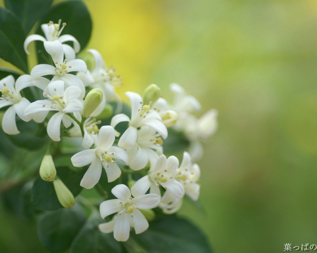 壁纸1280x1024 鲜花图片 花卉摄影 数码相机拍摄的花卉壁纸壁纸 个人花卉摄影壁纸(七)壁纸 个人花卉摄影壁纸(七)图片 个人花卉摄影壁纸(七)素材 花卉壁纸 花卉图库 花卉图片素材桌面壁纸