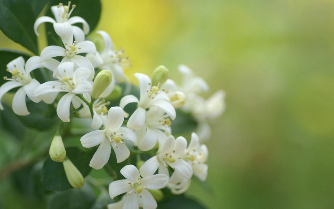 壁纸1280x800 鲜花图片 花卉摄影 数码相机拍摄的花卉壁纸壁纸 个人花卉摄影壁纸(七)壁纸 个人花卉摄影壁纸(七)图片 个人花卉摄影壁纸(七)素材 花卉壁纸 花卉图库 花卉图片素材桌面壁纸