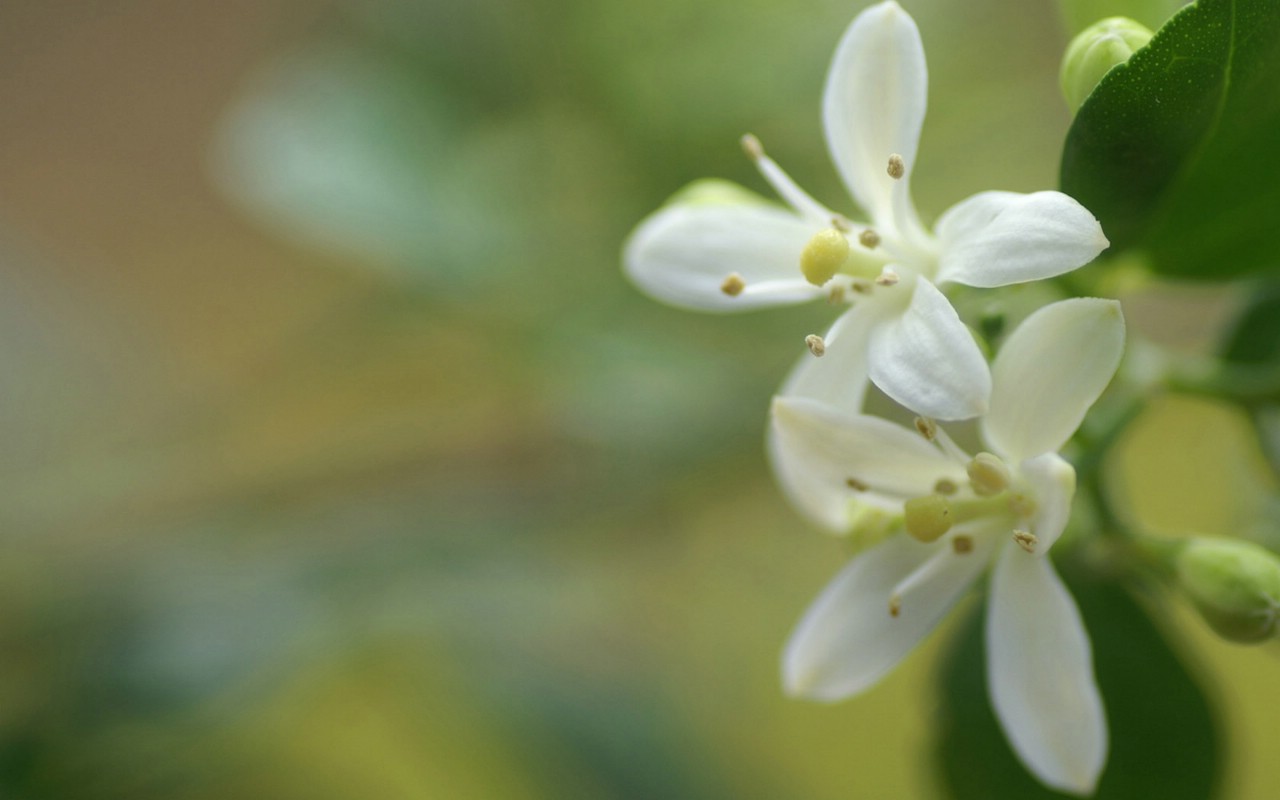 壁纸1280x800 Flower Photography by Digital Cameras Digital Photography壁纸 个人花卉摄影壁纸(七)壁纸 个人花卉摄影壁纸(七)图片 个人花卉摄影壁纸(七)素材 花卉壁纸 花卉图库 花卉图片素材桌面壁纸