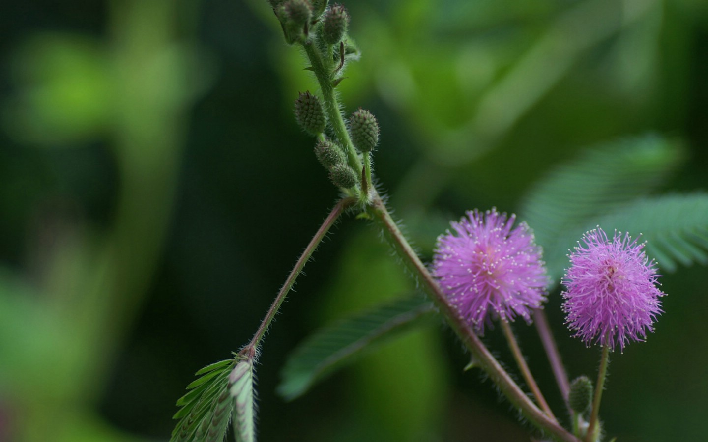 壁纸1440x900 鲜花图片 花卉摄影 数码相机拍摄的花卉壁纸壁纸 个人花卉摄影壁纸(七)壁纸 个人花卉摄影壁纸(七)图片 个人花卉摄影壁纸(七)素材 花卉壁纸 花卉图库 花卉图片素材桌面壁纸