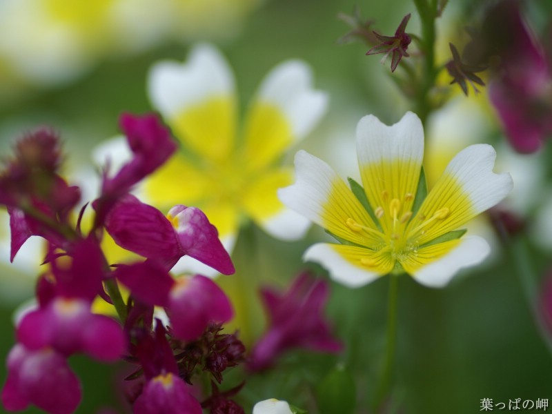 壁纸800x600 花卉摄影壁纸 Flower photography by Digital Camera壁纸 个人花卉摄影集(第二辑)壁纸 个人花卉摄影集(第二辑)图片 个人花卉摄影集(第二辑)素材 花卉壁纸 花卉图库 花卉图片素材桌面壁纸