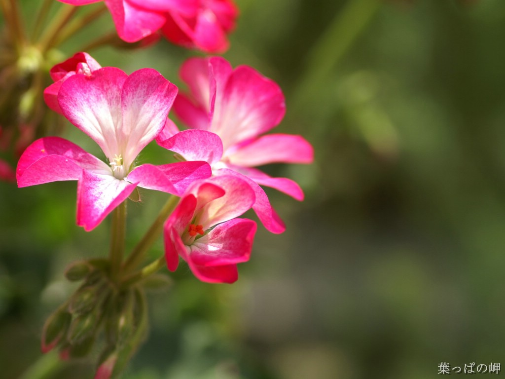 壁纸1024x768 45张 3种尺寸 Flower photography by Digital Camera壁纸 个人花卉摄影集(第三辑)壁纸 个人花卉摄影集(第三辑)图片 个人花卉摄影集(第三辑)素材 花卉壁纸 花卉图库 花卉图片素材桌面壁纸