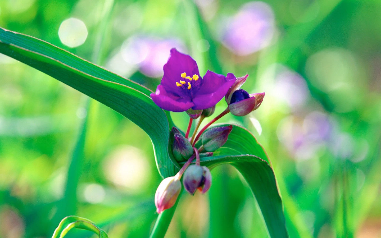 壁纸1440x900 6种尺寸 韩国花卉摄影壁纸 Professional flower photography壁纸 韩国花卉摄影集壁纸 韩国花卉摄影集图片 韩国花卉摄影集素材 花卉壁纸 花卉图库 花卉图片素材桌面壁纸