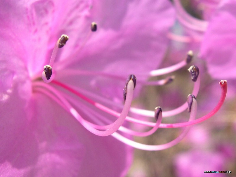 壁纸800x600花朵特写摄影壁纸 花朵特写图片壁纸 flower Photography By Ditital Camera壁纸 韩国专题摄影壁纸之花朵特写壁纸 韩国专题摄影壁纸之花朵特写图片 韩国专题摄影壁纸之花朵特写素材 花卉壁纸 花卉图库 花卉图片素材桌面壁纸