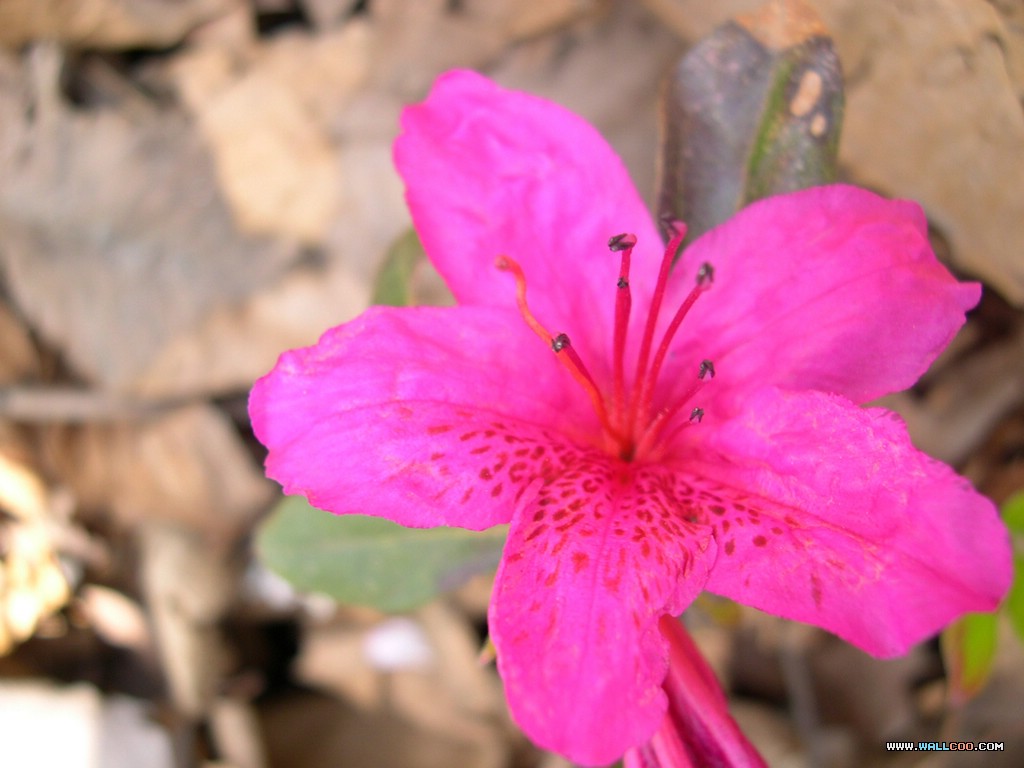 壁纸1024x768花朵特写摄影壁纸 花朵特写图片壁纸 flower Photography By Ditital Camera壁纸 韩国专题摄影壁纸之花朵特写壁纸 韩国专题摄影壁纸之花朵特写图片 韩国专题摄影壁纸之花朵特写素材 花卉壁纸 花卉图库 花卉图片素材桌面壁纸