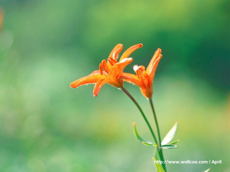 壁纸800x600 花卉摄影图片壁纸 Flower Digital Photography壁纸 花卉摄影壁纸(一)壁纸 花卉摄影壁纸(一)图片 花卉摄影壁纸(一)素材 花卉壁纸 花卉图库 花卉图片素材桌面壁纸