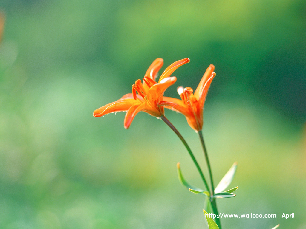 壁纸1024x768 花卉摄影图片壁纸 Flower Digital Photography壁纸 花卉摄影壁纸(一)壁纸 花卉摄影壁纸(一)图片 花卉摄影壁纸(一)素材 花卉壁纸 花卉图库 花卉图片素材桌面壁纸