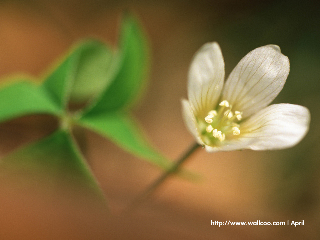 壁纸1024x768 花卉摄影图片壁纸 Flower Digital Photography壁纸 花卉摄影壁纸(一)壁纸 花卉摄影壁纸(一)图片 花卉摄影壁纸(一)素材 花卉壁纸 花卉图库 花卉图片素材桌面壁纸