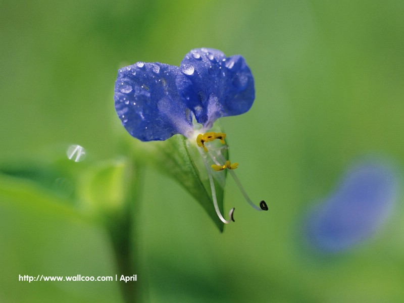 壁纸800x600 花卉摄影图片壁纸 Flower Digital Photography壁纸 花卉摄影壁纸(一)壁纸 花卉摄影壁纸(一)图片 花卉摄影壁纸(一)素材 花卉壁纸 花卉图库 花卉图片素材桌面壁纸