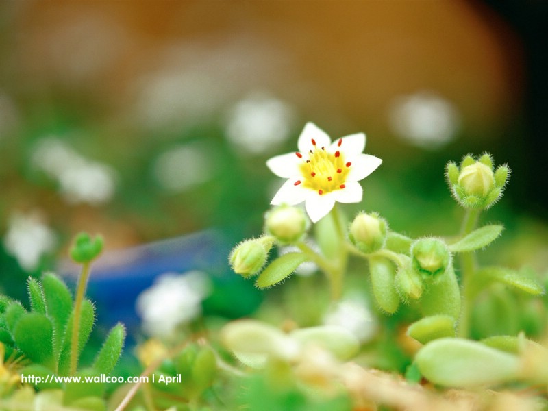 壁纸800x600 花卉摄影图片壁纸 Flower Digital Photography壁纸 花卉摄影壁纸(一)壁纸 花卉摄影壁纸(一)图片 花卉摄影壁纸(一)素材 花卉壁纸 花卉图库 花卉图片素材桌面壁纸