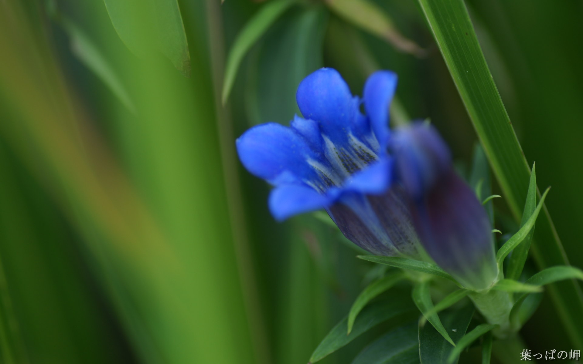 壁纸1920x1200花卉展鲜花摄影壁纸 1920 1200 第十一辑 Beautiful Flowers on Tokyo Flower Show 1920 1200壁纸 花卉展鲜花摄影(十一)壁纸 花卉展鲜花摄影(十一)图片 花卉展鲜花摄影(十一)素材 花卉壁纸 花卉图库 花卉图片素材桌面壁纸