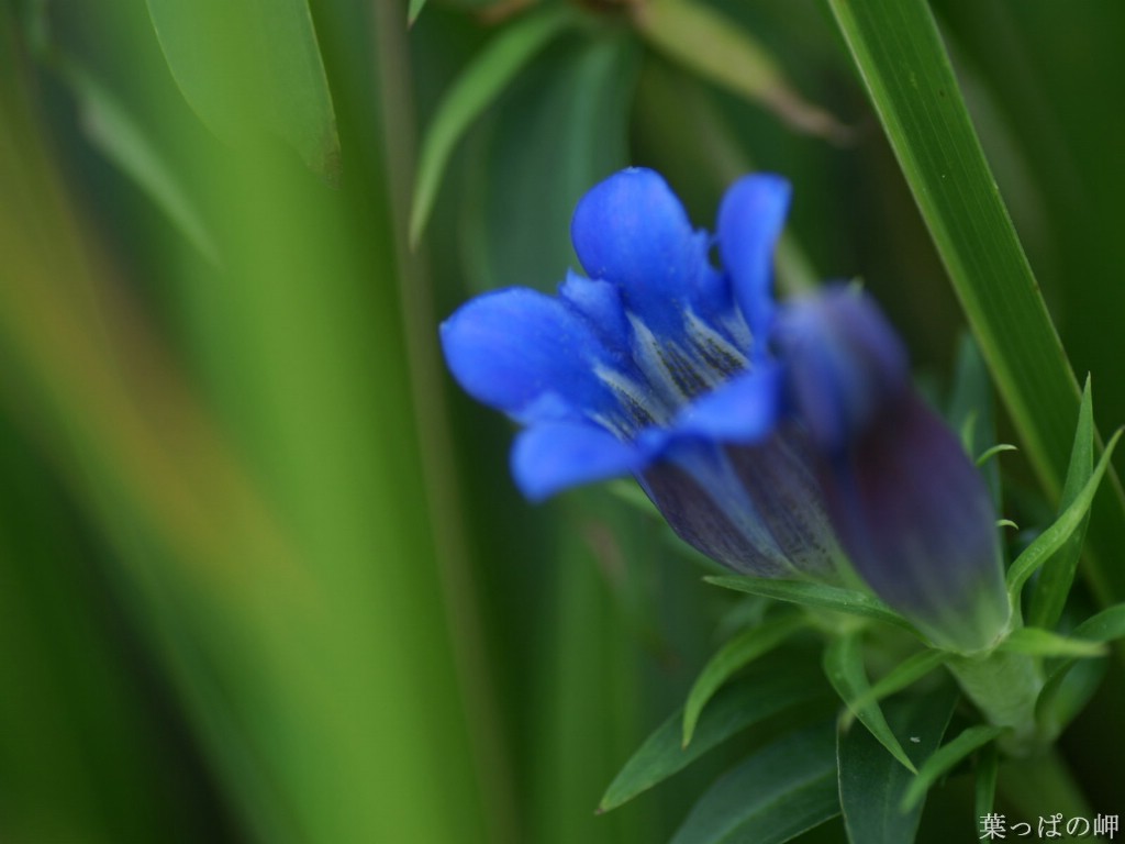 壁纸1024x768花卉展鲜花摄影壁纸 1920 1200 第十一辑 Beautiful Flowers on Tokyo Flower Show 1920 1200壁纸 花卉展鲜花摄影(十一)壁纸 花卉展鲜花摄影(十一)图片 花卉展鲜花摄影(十一)素材 花卉壁纸 花卉图库 花卉图片素材桌面壁纸