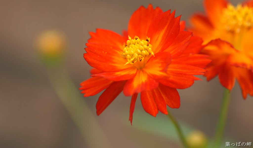 壁纸1024x600花卉展鲜花摄影壁纸 1920 1200 第十一辑 娇美鲜花 花卉市场鲜花图片壁纸 花卉展鲜花摄影(十一)壁纸 花卉展鲜花摄影(十一)图片 花卉展鲜花摄影(十一)素材 花卉壁纸 花卉图库 花卉图片素材桌面壁纸