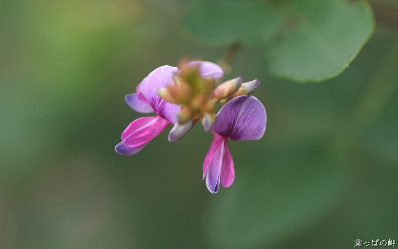 壁纸1280x800花卉展鲜花摄影壁纸 1920 1200 第十一辑 花卉市场的鲜花壁纸 1920 1200壁纸 花卉展鲜花摄影(十一)壁纸 花卉展鲜花摄影(十一)图片 花卉展鲜花摄影(十一)素材 花卉壁纸 花卉图库 花卉图片素材桌面壁纸