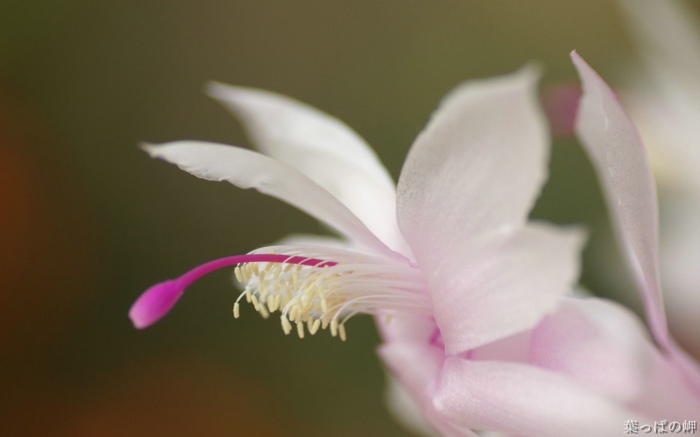 壁纸1440x900花卉展鲜花摄影壁纸 1920 1200 第十一辑 Macro Flowers photo flowers in macro mode 1920 1200壁纸 花卉展鲜花摄影(十一)壁纸 花卉展鲜花摄影(十一)图片 花卉展鲜花摄影(十一)素材 花卉壁纸 花卉图库 花卉图片素材桌面壁纸