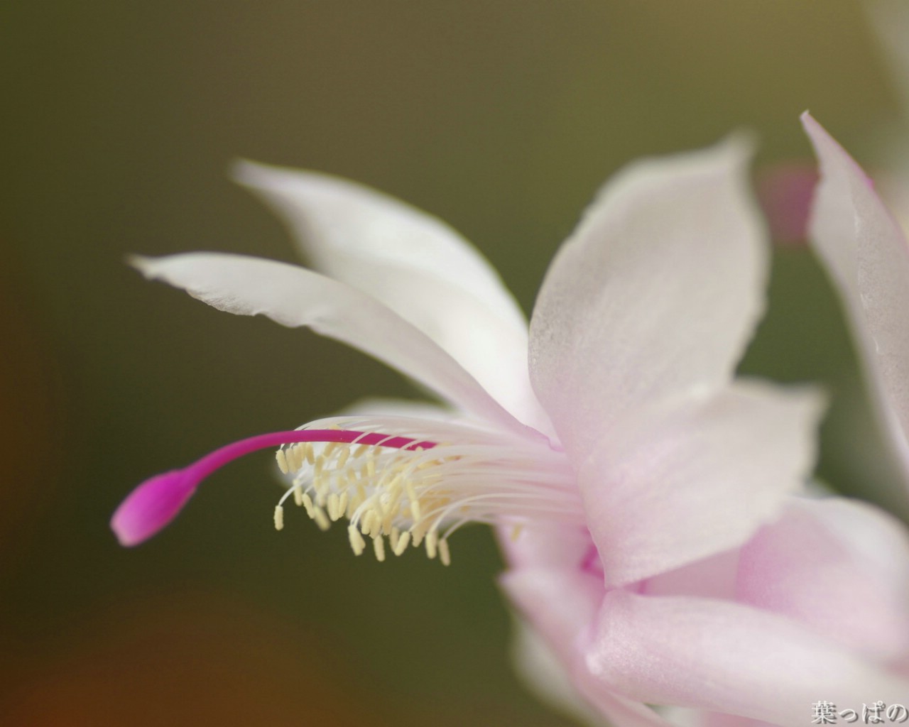 壁纸1280x1024花卉展鲜花摄影壁纸 1920 1200 第十一辑 Macro Flowers photo flowers in macro mode 1920 1200壁纸 花卉展鲜花摄影(十一)壁纸 花卉展鲜花摄影(十一)图片 花卉展鲜花摄影(十一)素材 花卉壁纸 花卉图库 花卉图片素材桌面壁纸