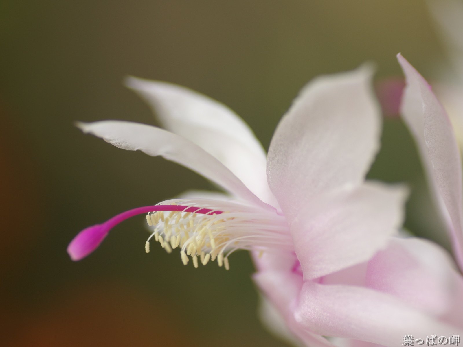 壁纸1600x1200花卉展鲜花摄影壁纸 1920 1200 第十一辑 Macro Flowers photo flowers in macro mode 1920 1200壁纸 花卉展鲜花摄影(十一)壁纸 花卉展鲜花摄影(十一)图片 花卉展鲜花摄影(十一)素材 花卉壁纸 花卉图库 花卉图片素材桌面壁纸