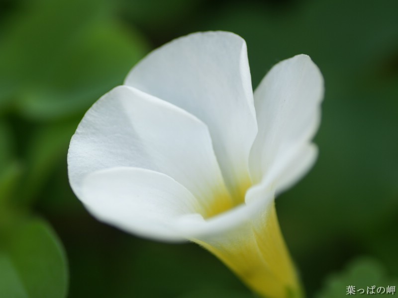 壁纸800x600花卉展鲜花摄影壁纸 1920 1200 第十一辑 微距花朵特写 微距花卉图片 1920 1200壁纸 花卉展鲜花摄影(十一)壁纸 花卉展鲜花摄影(十一)图片 花卉展鲜花摄影(十一)素材 花卉壁纸 花卉图库 花卉图片素材桌面壁纸