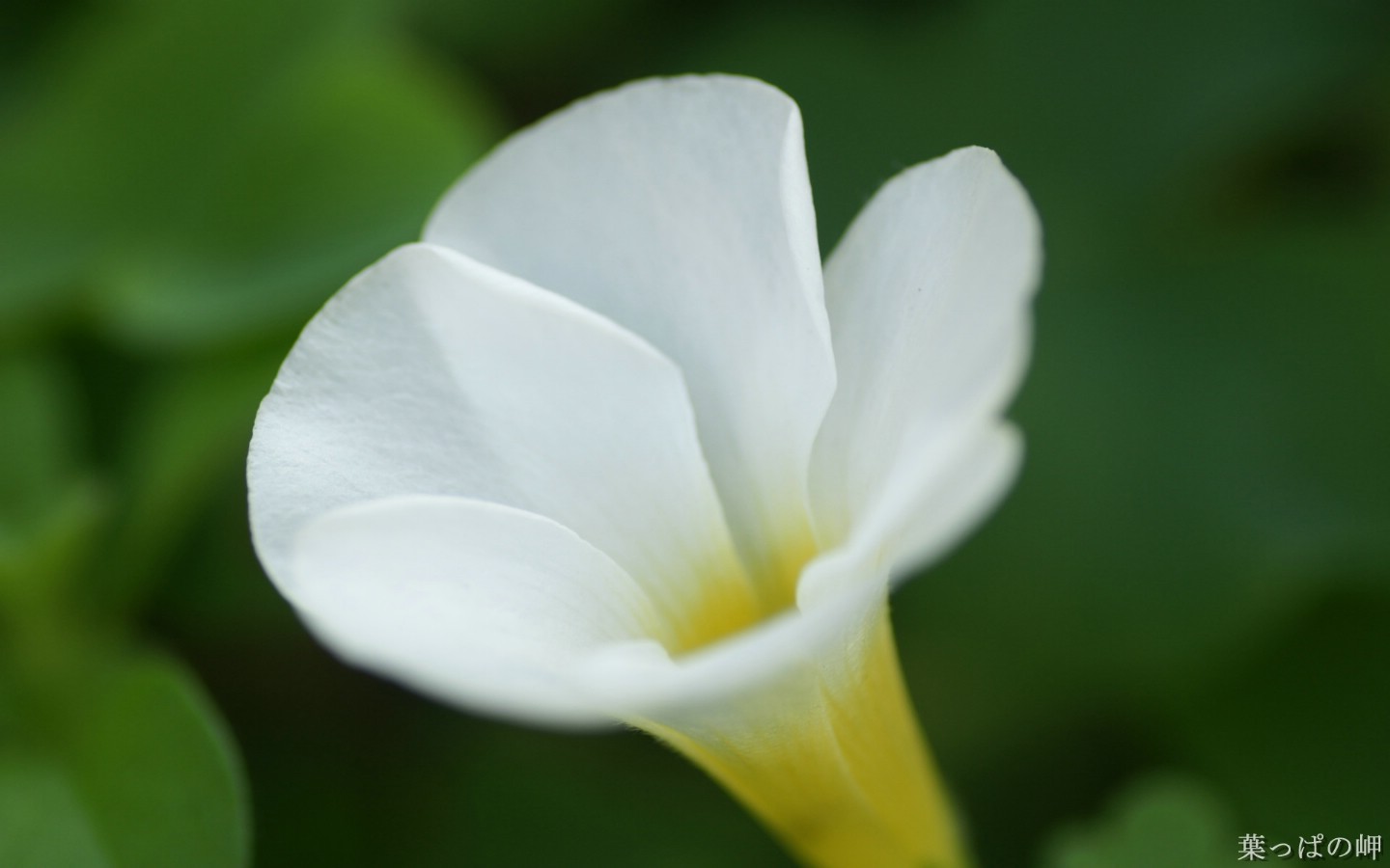 壁纸1440x900花卉展鲜花摄影壁纸 1920 1200 第十一辑 微距花朵特写 微距花卉图片 1920 1200壁纸 花卉展鲜花摄影(十一)壁纸 花卉展鲜花摄影(十一)图片 花卉展鲜花摄影(十一)素材 花卉壁纸 花卉图库 花卉图片素材桌面壁纸