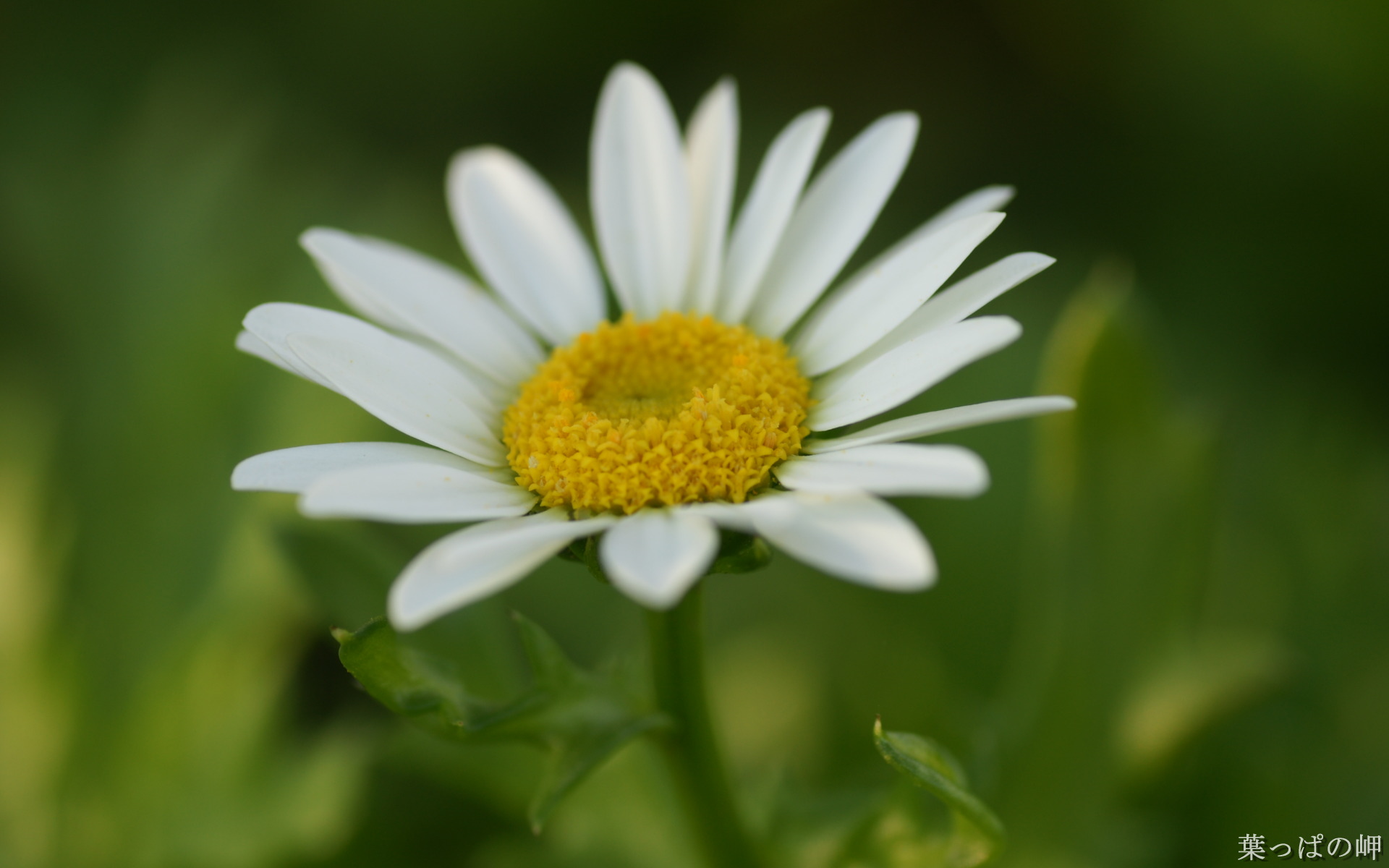 壁纸1920x1200花卉展鲜花摄影壁纸 1920 1200 第十一辑 微距花朵特写 微距花卉图片 1920 1200壁纸 花卉展鲜花摄影(十一)壁纸 花卉展鲜花摄影(十一)图片 花卉展鲜花摄影(十一)素材 花卉壁纸 花卉图库 花卉图片素材桌面壁纸