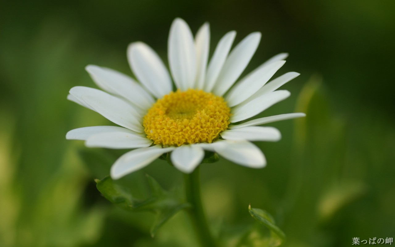 壁纸1280x800花卉展鲜花摄影壁纸 1920 1200 第十一辑 微距花朵特写 微距花卉图片 1920 1200壁纸 花卉展鲜花摄影(十一)壁纸 花卉展鲜花摄影(十一)图片 花卉展鲜花摄影(十一)素材 花卉壁纸 花卉图库 花卉图片素材桌面壁纸