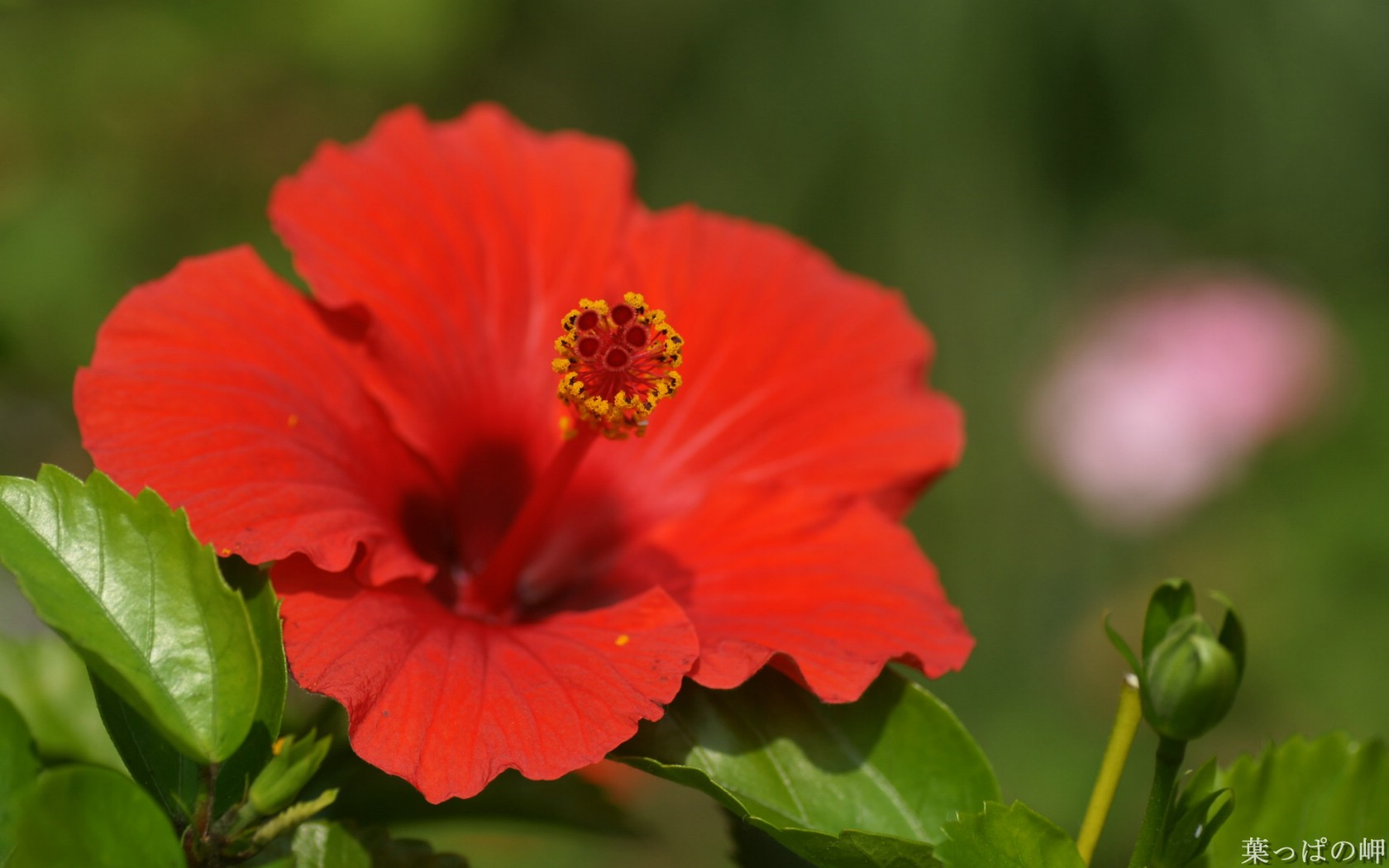 壁纸1680x1050花卉展鲜花摄影壁纸 1920 1200 第十一辑 微距花朵特写 微距花卉图片 1920 1200壁纸 花卉展鲜花摄影(十一)壁纸 花卉展鲜花摄影(十一)图片 花卉展鲜花摄影(十一)素材 花卉壁纸 花卉图库 花卉图片素材桌面壁纸