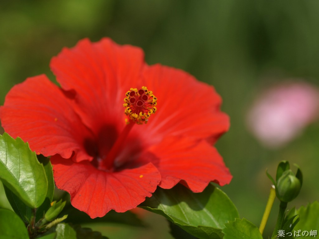 壁纸1024x768花卉展鲜花摄影壁纸 1920 1200 第十一辑 微距花朵特写 微距花卉图片 1920 1200壁纸 花卉展鲜花摄影(十一)壁纸 花卉展鲜花摄影(十一)图片 花卉展鲜花摄影(十一)素材 花卉壁纸 花卉图库 花卉图片素材桌面壁纸