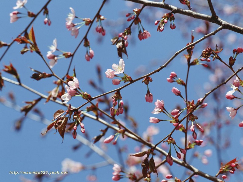 壁纸800x600满园春色 花卉壁纸精选 180张 花卉图片壁纸精选 Flower Desktop Wallpaper Collections壁纸 满园春色-精选花卉壁纸壁纸 满园春色-精选花卉壁纸图片 满园春色-精选花卉壁纸素材 花卉壁纸 花卉图库 花卉图片素材桌面壁纸