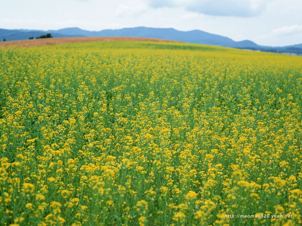 壁纸1024x768满园春色 花卉壁纸精选 180张 花卉图片壁纸精选 Flower Desktop Wallpaper Collections壁纸 满园春色-精选花卉壁纸壁纸 满园春色-精选花卉壁纸图片 满园春色-精选花卉壁纸素材 花卉壁纸 花卉图库 花卉图片素材桌面壁纸