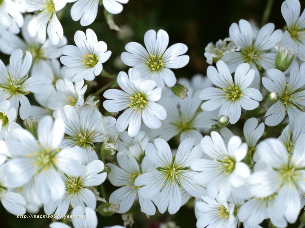 壁纸1024x768满园春色 花卉壁纸精选 180张 花卉图片壁纸精选 Flower Desktop Wallpaper Collections壁纸 满园春色-精选花卉壁纸壁纸 满园春色-精选花卉壁纸图片 满园春色-精选花卉壁纸素材 花卉壁纸 花卉图库 花卉图片素材桌面壁纸