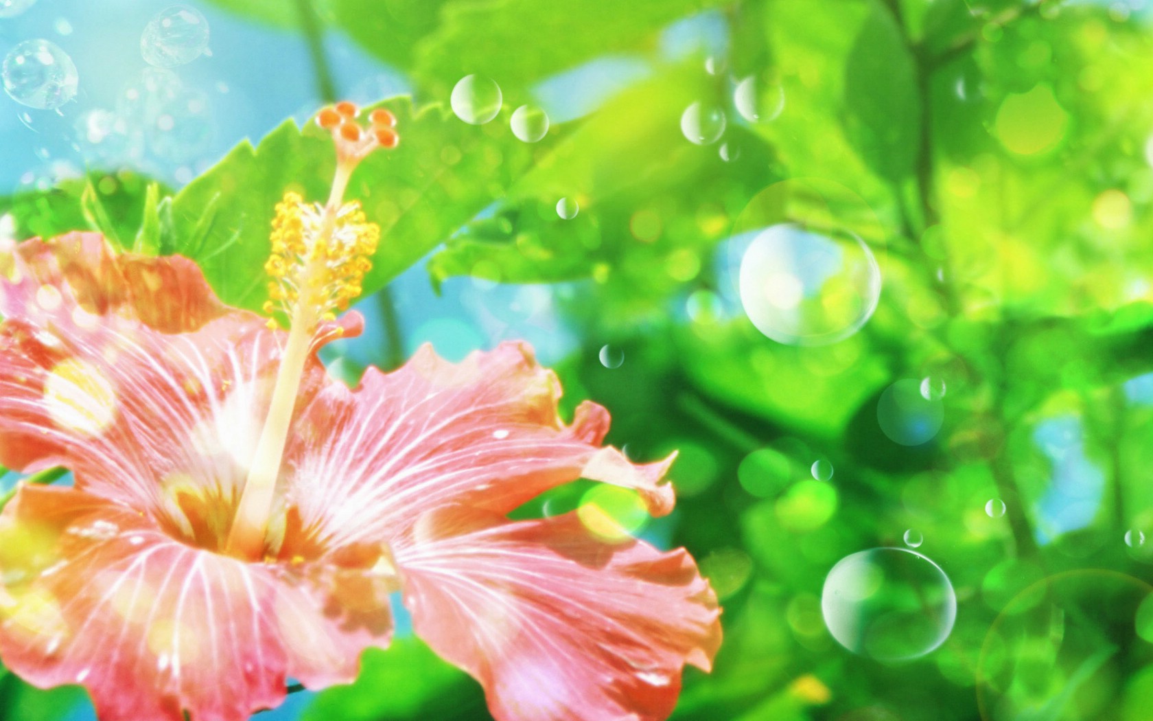 壁纸1680x1050 86张 7 种尺寸 Digital CG Flowers 梦幻花卉CG <br>Flowers Art desktop壁纸 梦幻CG背景花卉壁纸 梦幻CG背景花卉图片 梦幻CG背景花卉素材 花卉壁纸 花卉图库 花卉图片素材桌面壁纸