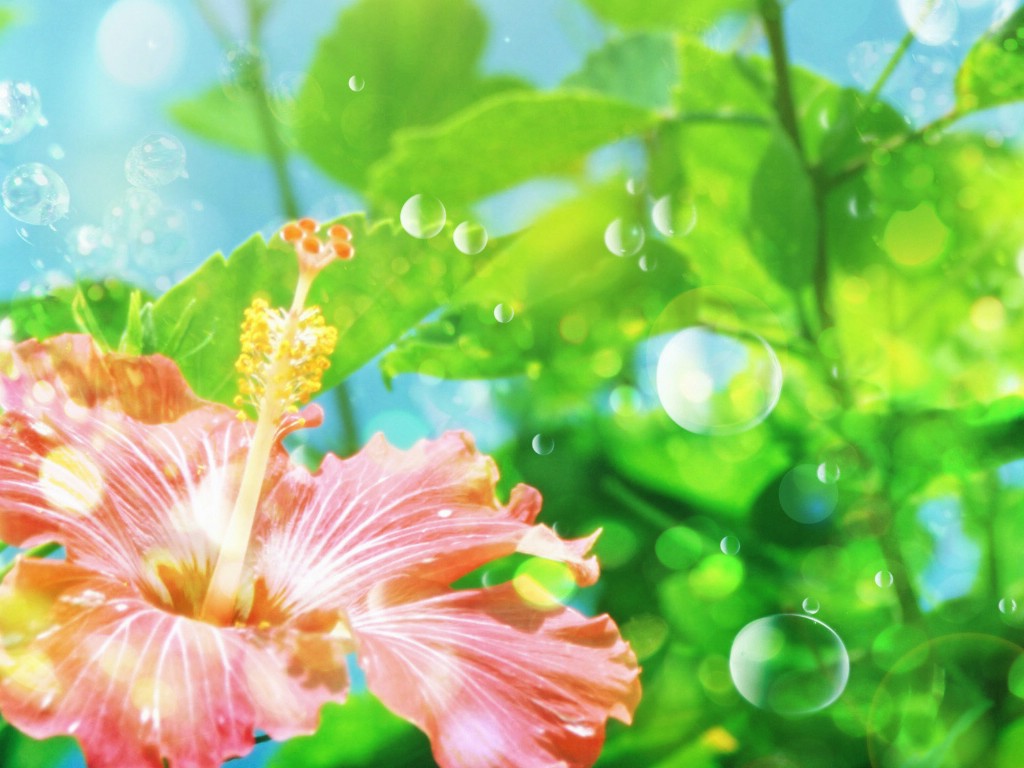 壁纸1024x768 86张 7 种尺寸 Digital CG Flowers 梦幻花卉CG <br>Flowers Art desktop壁纸 梦幻CG背景花卉壁纸 梦幻CG背景花卉图片 梦幻CG背景花卉素材 花卉壁纸 花卉图库 花卉图片素材桌面壁纸