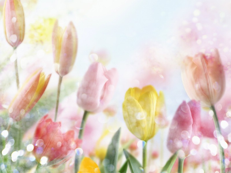 壁纸800x600 86张 7 种尺寸 Digital CG Flowers 梦幻花卉CG Flowers Art desktop壁纸 梦幻CG背景花卉壁纸 梦幻CG背景花卉图片 梦幻CG背景花卉素材 花卉壁纸 花卉图库 花卉图片素材桌面壁纸