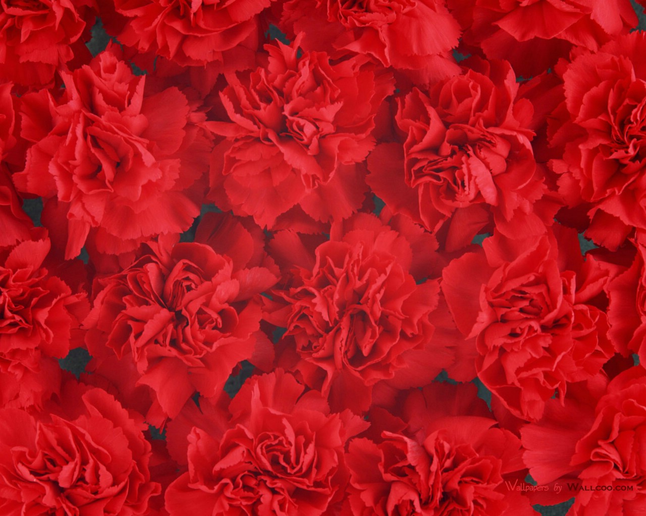 壁纸1280x1024母亲节康乃馨壁纸 1600 1200 一堆红色康乃馨花图片 Red Carnation Flower壁纸 母亲节康乃馨鲜花壁纸壁纸 母亲节康乃馨鲜花壁纸图片 母亲节康乃馨鲜花壁纸素材 花卉壁纸 花卉图库 花卉图片素材桌面壁纸