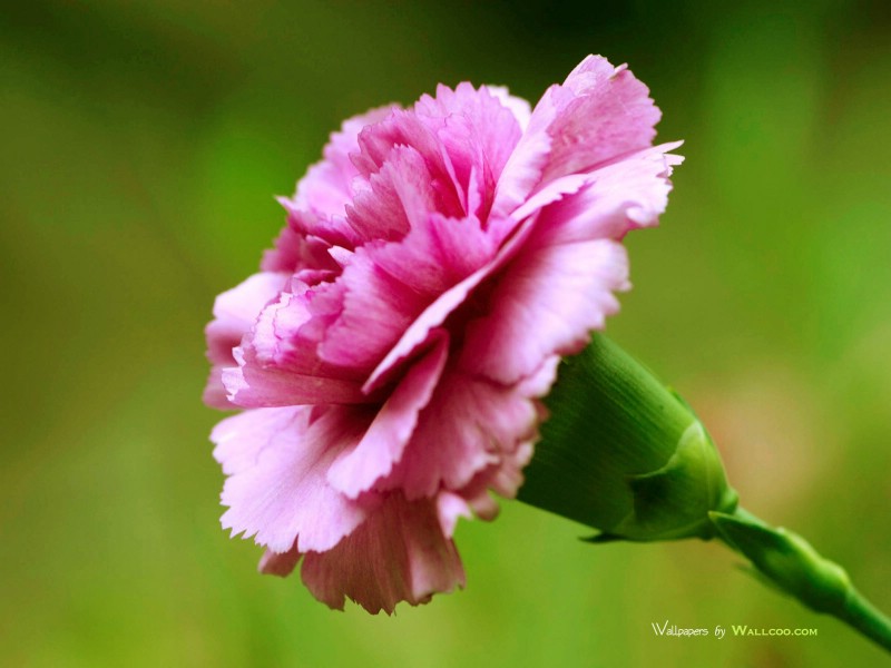 壁纸800x600母亲节康乃馨壁纸 1600 1200 1600 1200 康乃馨写真图片 Pink Carnation flower壁纸 母亲节康乃馨鲜花壁纸壁纸 母亲节康乃馨鲜花壁纸图片 母亲节康乃馨鲜花壁纸素材 花卉壁纸 花卉图库 花卉图片素材桌面壁纸