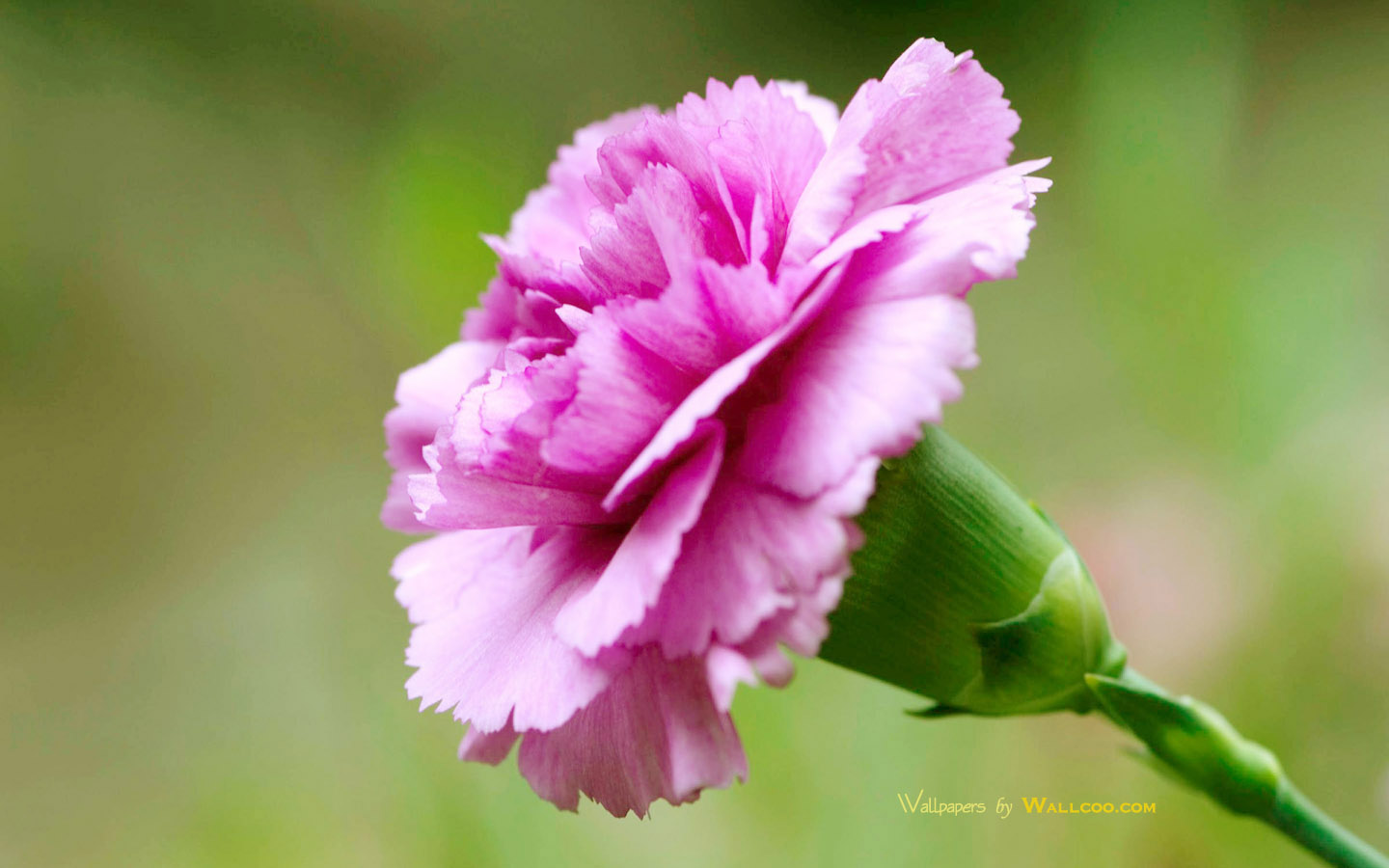 壁纸1440x900母亲节康乃馨壁纸 1600 1200 1600 1200 康乃馨写真图片 Pink Carnation flower壁纸 母亲节康乃馨鲜花壁纸壁纸 母亲节康乃馨鲜花壁纸图片 母亲节康乃馨鲜花壁纸素材 花卉壁纸 花卉图库 花卉图片素材桌面壁纸