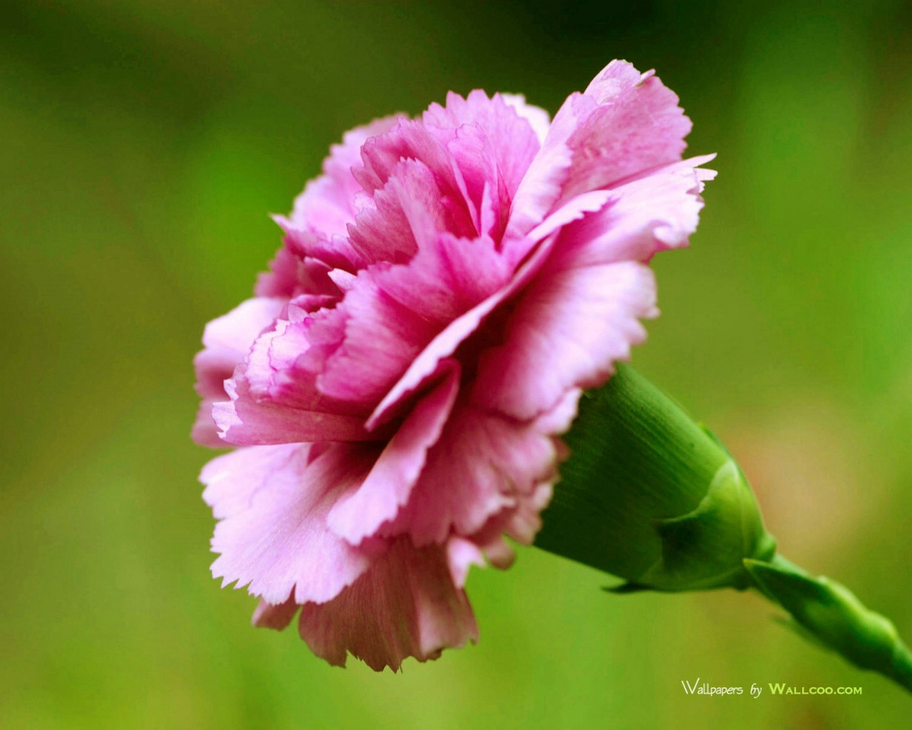 壁纸1280x1024母亲节康乃馨壁纸 1600 1200 1600 1200 康乃馨写真图片 Pink Carnation flower壁纸 母亲节康乃馨鲜花壁纸壁纸 母亲节康乃馨鲜花壁纸图片 母亲节康乃馨鲜花壁纸素材 花卉壁纸 花卉图库 花卉图片素材桌面壁纸