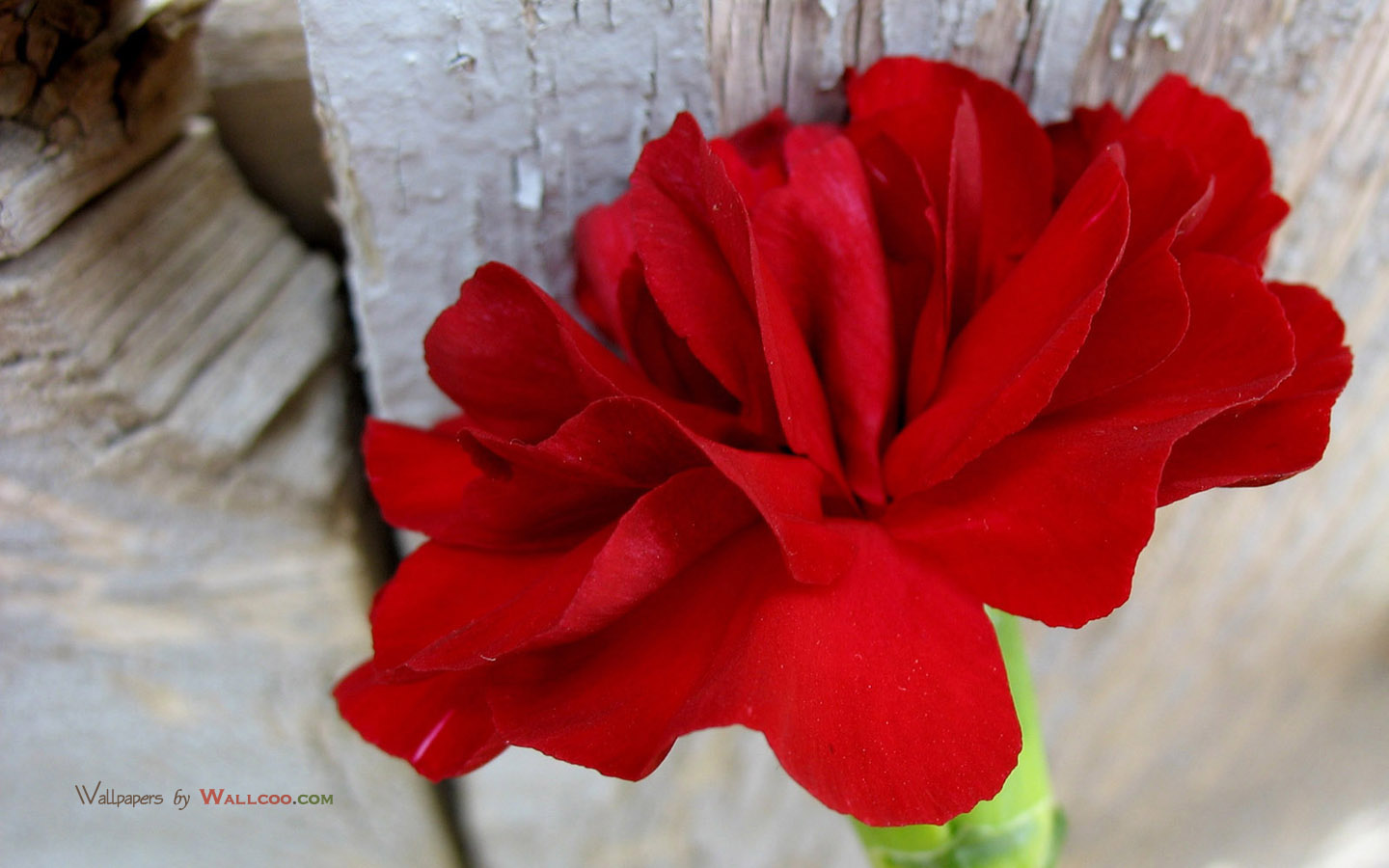 壁纸1440x900母亲节康乃馨壁纸 1600 1200 1600 1200 红色康乃馨图片 Red Carnation Flower壁纸 母亲节康乃馨鲜花壁纸壁纸 母亲节康乃馨鲜花壁纸图片 母亲节康乃馨鲜花壁纸素材 花卉壁纸 花卉图库 花卉图片素材桌面壁纸