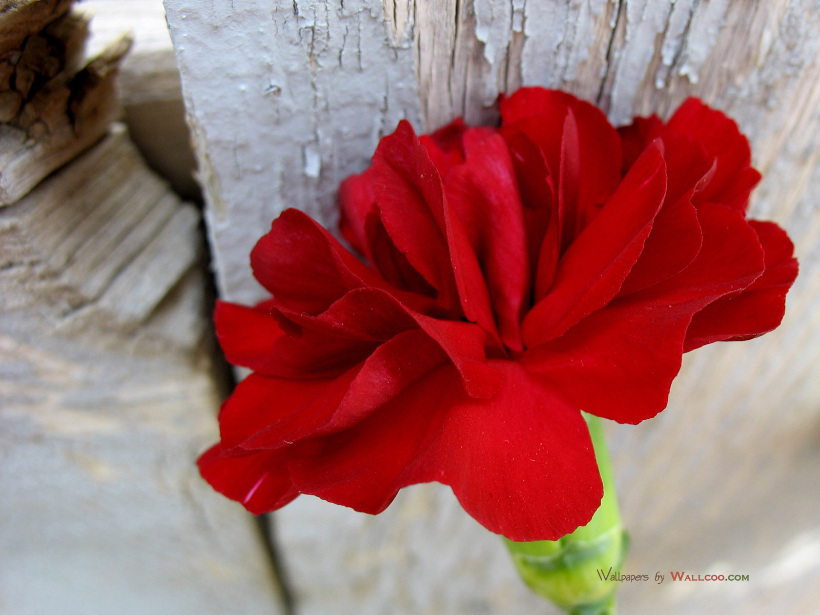 壁纸1600x1200母亲节康乃馨壁纸 1600 1200 1600 1200 红色康乃馨图片 Red Carnation Flower壁纸 母亲节康乃馨鲜花壁纸壁纸 母亲节康乃馨鲜花壁纸图片 母亲节康乃馨鲜花壁纸素材 花卉壁纸 花卉图库 花卉图片素材桌面壁纸